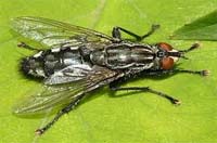 Flesh Fly