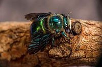 Green Carpenter Bees