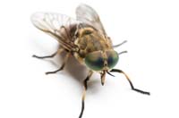 Horse Fly March Fly