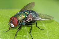 Housefly