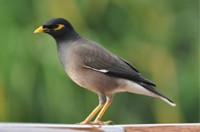 Indian or Common Myna