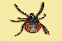 Ixodes Cornuatus