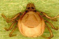 Ixodes Hirsti
