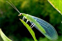 Lacewings