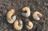 Lawn Grub