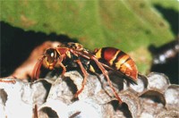 Australian Paper Wasp