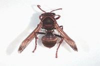 Ropalidia Revolutionalis