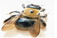 Yellow and Black Carpenter Bees