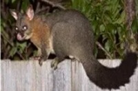 Common Brushtail Possum