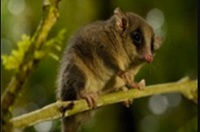 Long Tailed Pygmy Possum