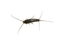 Lepisma saccharina