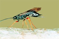Sirex Woodwasp