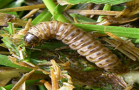 Sod Webworms