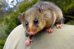 The Little Pygmy Possum