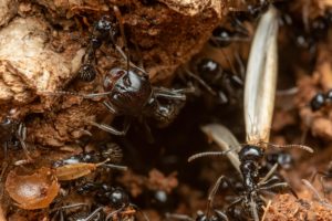 ant pest control Melbourne