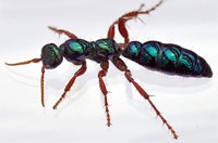 Blue Ant Wasp