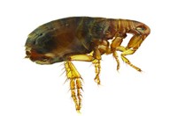 Dog Flea