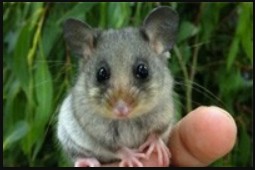 Mountain Pygmy Possums