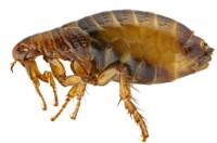 Oriental Rat Fleas