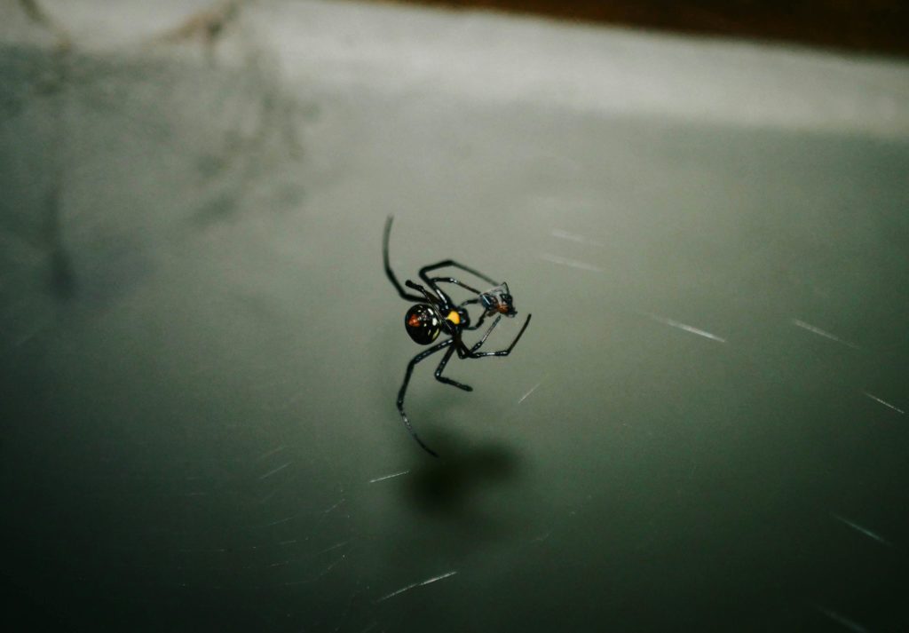 redback spider
