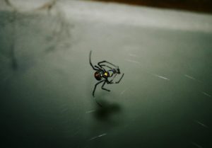 redback spider