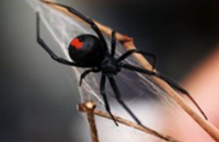 Redback Spider