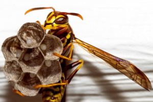 Wasp Control Melbourne
