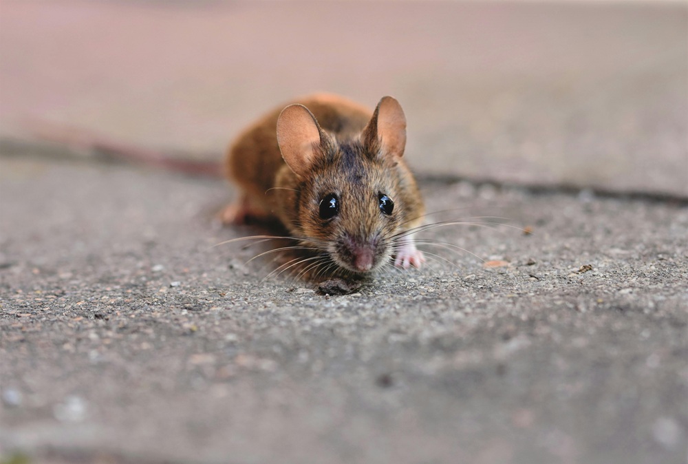 rodent pest control