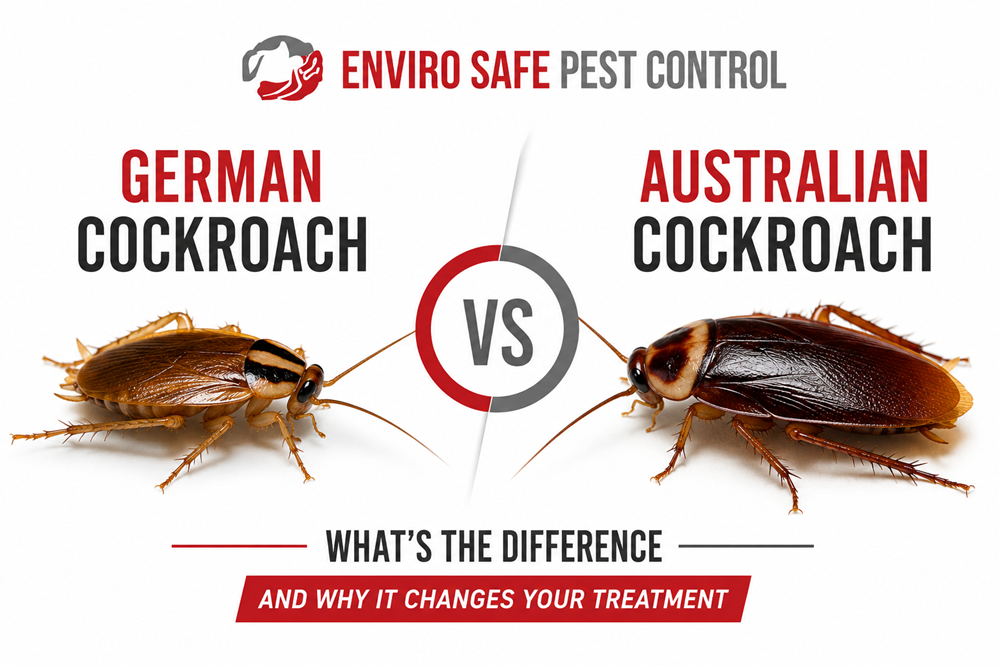 Cockroach Control Melbourne