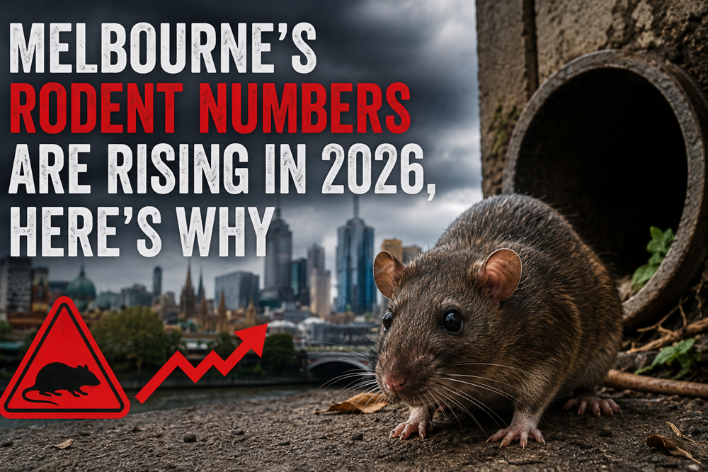 Rodent Removal Melbourne