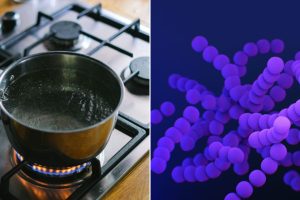 pest control Melbourne