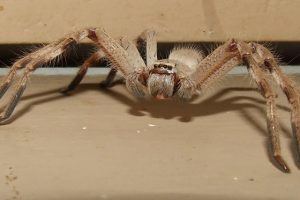 spider control in Melbourne