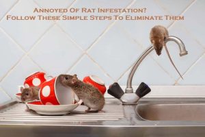 Annoyed Of Rat Infestation? Follow These Simple Steps To Eliminate Them