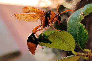 wasp control in Melbourne