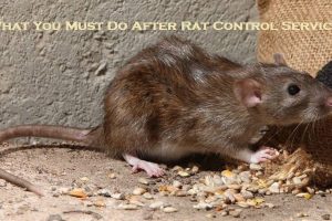 What You Must Do After Rat Control Service?