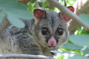 pest control service in Melbourne