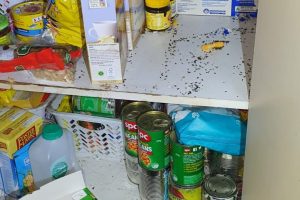 pest control in Melbourne