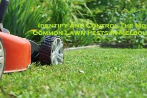 Identify And Control The Most Common Lawn Pests In Melbourne
