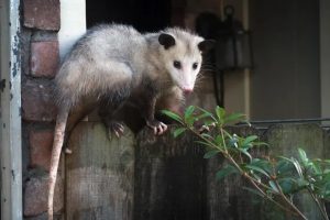 possum removal Melbourne