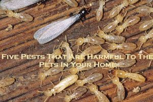 Five Pests That Are Harmful To The Pets In Your Home