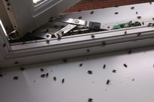 rodent removal Melbourne