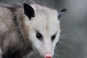 possum removal Melbourne