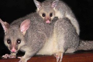 possum removal Melbourne