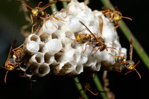 wasp control Melbourne