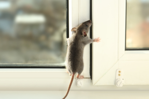 rodent control Melbourne