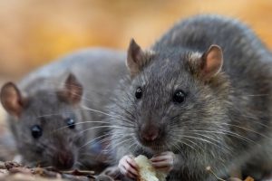 rat control Melbourne