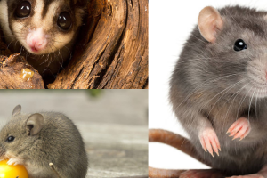 rat removal Melbourne