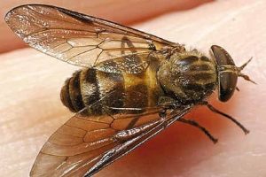 pest control services Melbourne