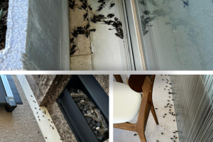 Pest Control Brigthon