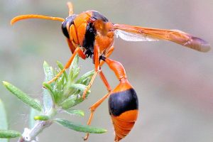 Wasp Removal Melbourne